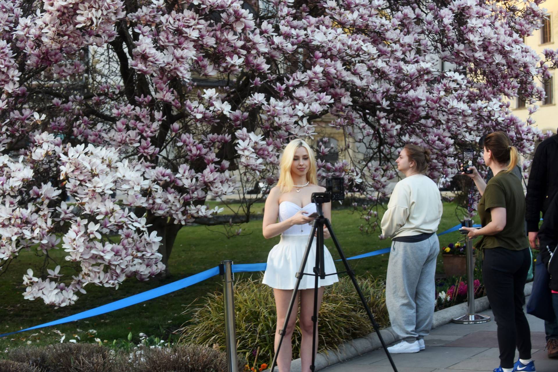 Najchętniej fotografowane magnolie w Krakowie. Przyciągają tłumy