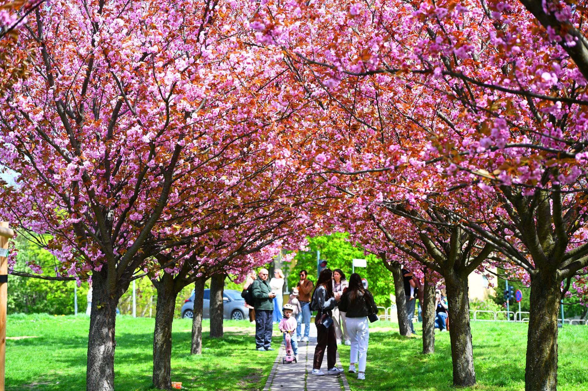 Japońska, wiśniowa aleja w Krakowie znów kwitnie. Nie potrwa to długo
