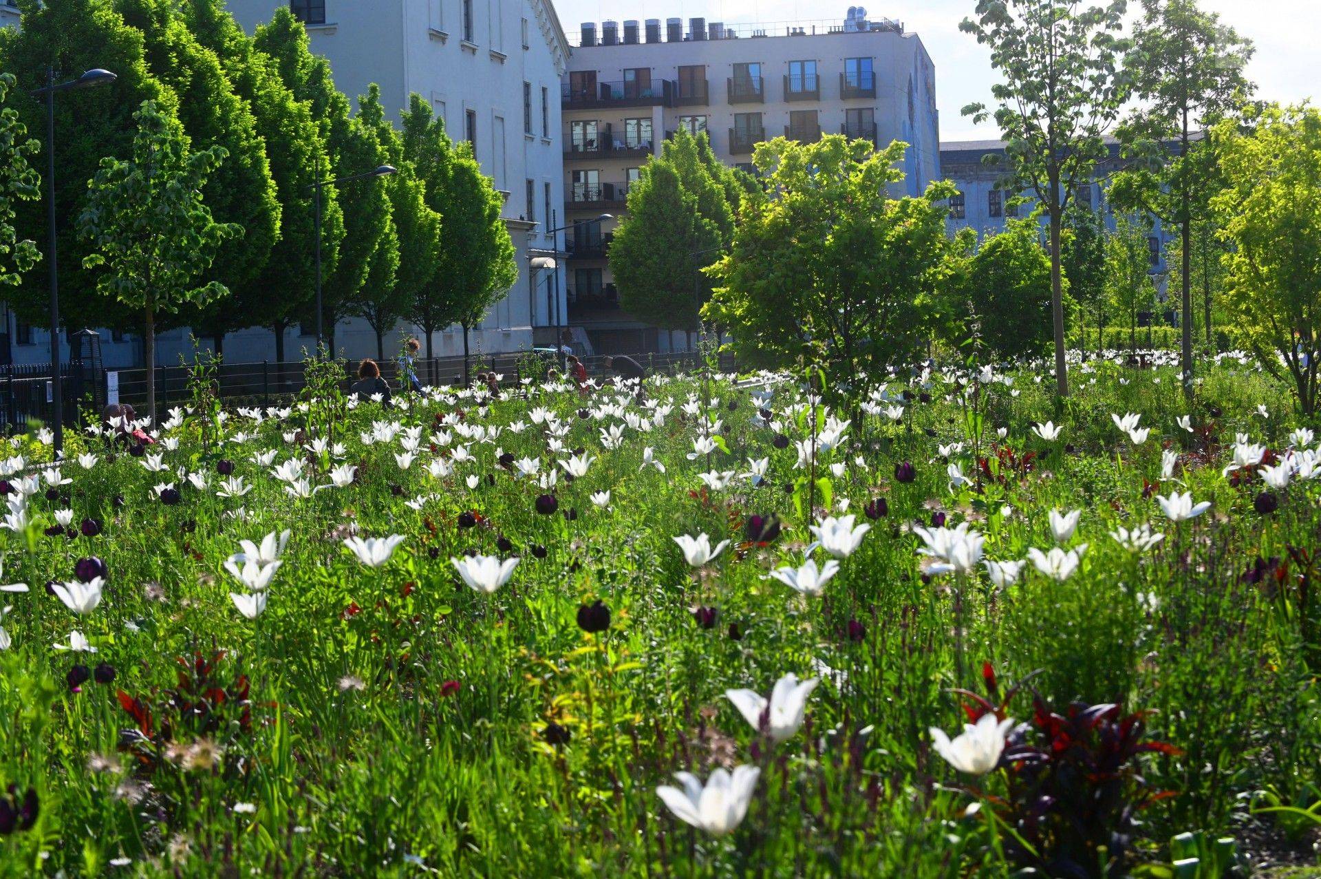 Park Szymborskiej utonął w białych i czarnych tulipanach