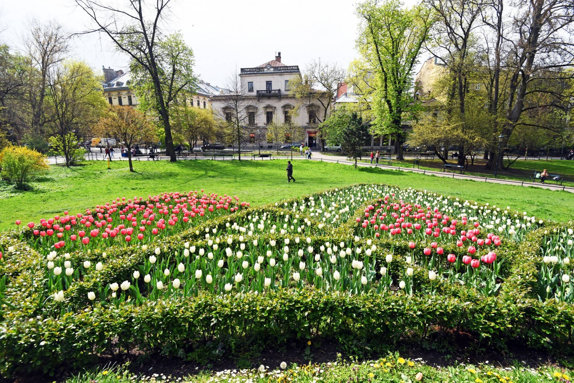 Tulipany "Agata Kornhauser-Duda" do Krakowa jeszcze nie dotarły...