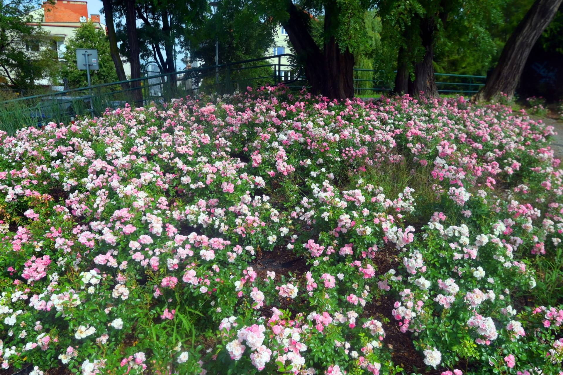 Róże znów zakwitły. W najdłuższym parku w  Polsce ciągle coś się zmienia
