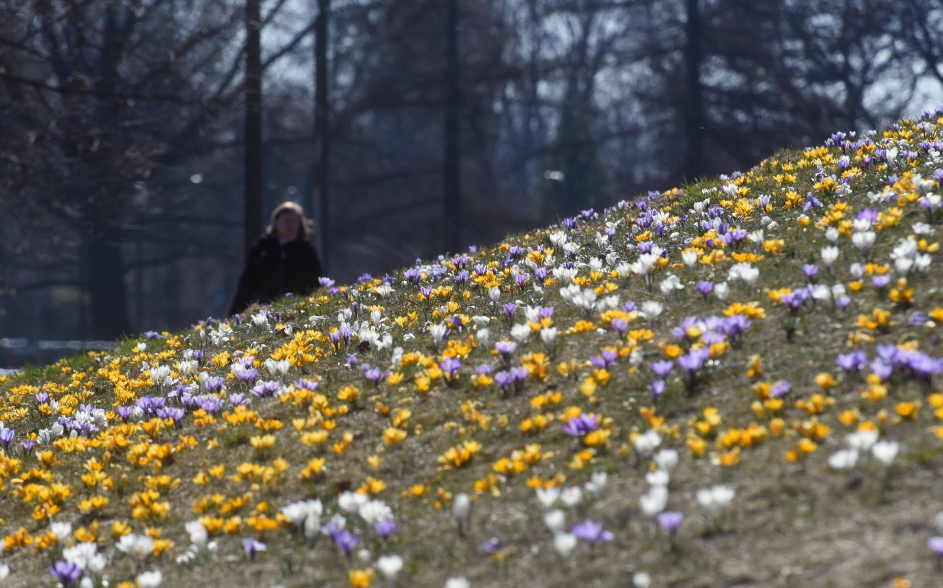 Skoro jest już wiosna, to muszą w Krakowie być krokusy