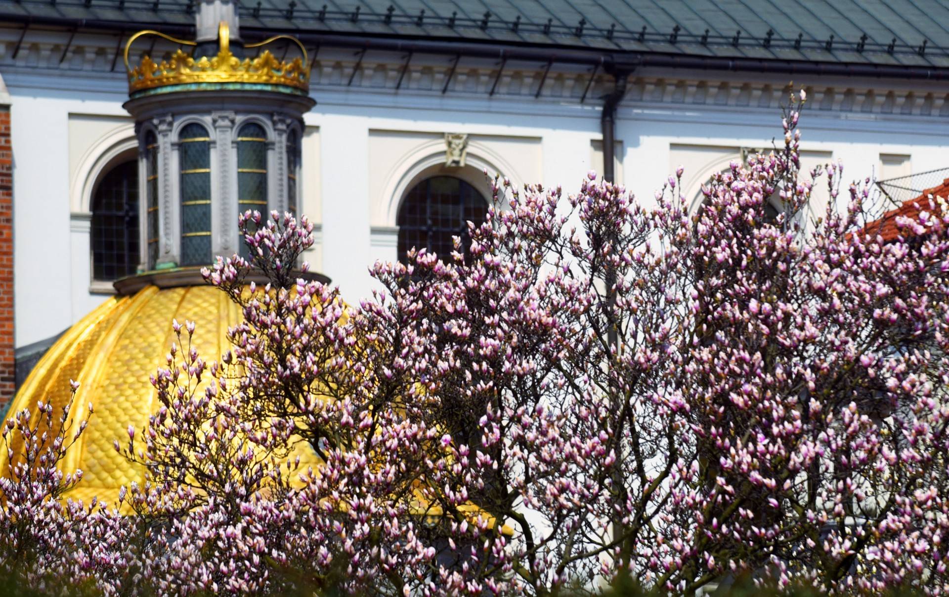 Wawelskie magnolie, najbardziej spektakularny zwiastun wiosny