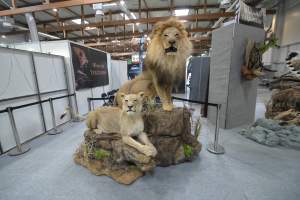 Targi Łowiectwa EXPO HUNT w Krakowie, tak wygląda ekspozycja