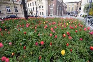 Wiosna na jednym z najważniejszych dziś skwerów w Krakowie