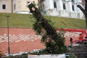 Trzy potężne drzewa pod Wawelem ścięte. Nie było innego wyjścia