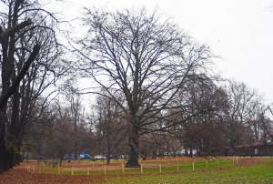 Planty: pierwsza w Krakowie galeria z pomnikami