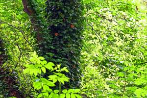 Zachwycająca dzika przyroda w ścisłym centrum Krakowa