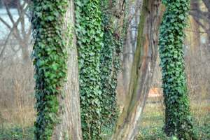 Park odzyskany przez miasto, ostatnie porządki przed otwarciem