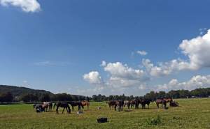 We wrześniu takie klimaty na Błoniach: konie, kury, owce...