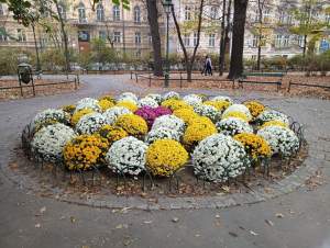 Skąd chryzantemy na krakowskich Plantach? Znakomita inicjatywa