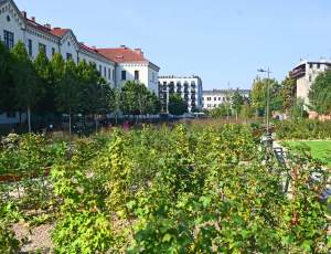 Gruszki (nie na wierzbie) można już zrywać w parku im. Szymborskiej