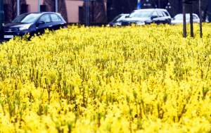 „Żółte morze" w Alejach Trzech Wieszczów