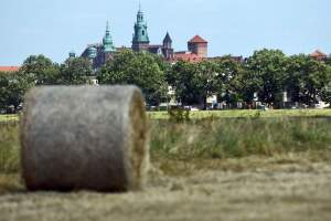 Niezłe zbiory pod Wawelem. Wiejskie klimaty w Krakowie