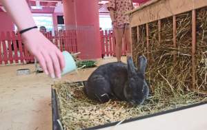 Pierwsza w Polsce królicza kawiarnia przyciąga tłumy