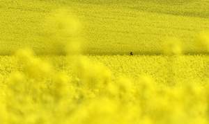 Takie widoki coraz bliżej Krakowa, miasto wdziera się w ten pejzaż