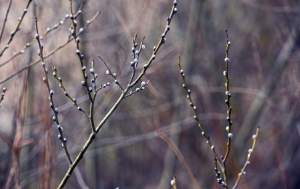 Jakby się ktoś pytał, to mamy w Krakowie środek zimy