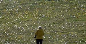 Krokusy na wirusy. Świat jest piękny, na przekór złym wiadomościom