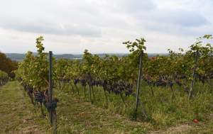 Jesień w najpiękniejszej polskiej winnicy...