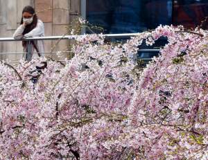 Japońskie wiśnie z tysiącami kwiatów...