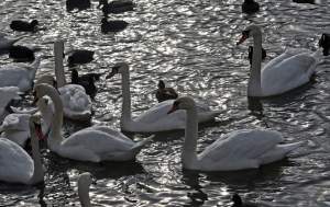 Podglądanie ptaków Krakowa: dobry sposób na skołatane nerwy