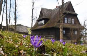 Krokusowa polana w Gorcach