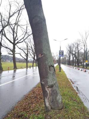 Oto dlaczego te drzewa z Alei 3 Maja muszą zostać usunięte