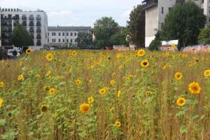 Cóż to wyrosło na terenie tworzonego parku im. Szymborskiej? Zgodnie z planem...
