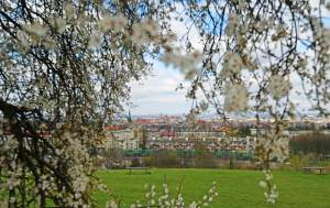 Zakwitła najpiękniejsza śliwa w Krakowie, od lat przykuwa wzrok