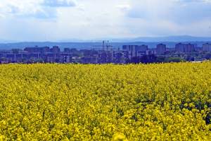 Okolice Nowej Huty: rzepak w tym roku oszalał