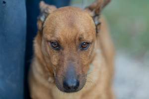 Bohaterowie psiego, literackiego kalendarza. Fot. Marcin Oliva Soto