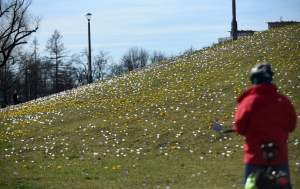 Wiosna w Krakowie w pełnej krasie