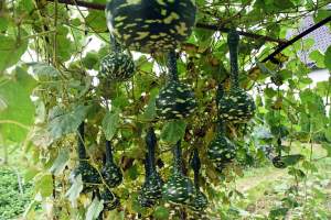 Takie cuda rosną pod Krakowem, sezon w pełni