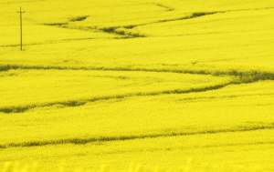 O tej porze najbardziej malownicze okolice Krakowa...