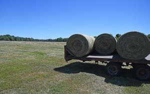 W Krakowie sezon rolniczy w pełni, na największej łące w mieście praca wre