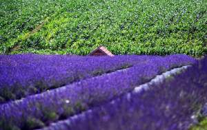 Nowe pole lawendowe w Małopolsce. Jak w Prowansji
