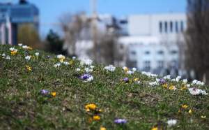 W Krakowie najładniejsze krokusy są na górce w parku Krowoderskim