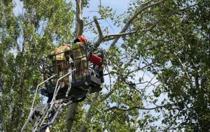 Wielkie sprzątanie po sobotniej nawałnicy, fot. Marek Lasyk