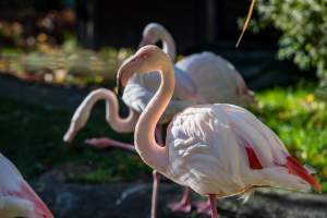 Znakomita pora na odwiedziny w krakowskim ZOO, widać co dzieje się na wybiegach