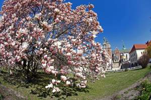 Przyszedł czas na wawelskie magnolie. Ależ pięknie!