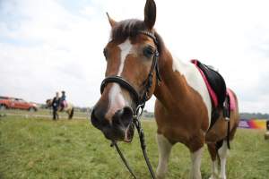 Taka sytuacja na Błoniach, a w sąsiedztwie rowerowe szaleństwo