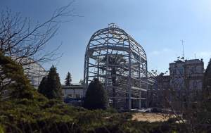 Ta konstrukcja uratuje najstarszą palmę w Krakowie