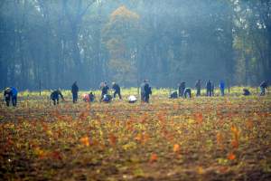 Tu wyrośnie Las Prawiek, w hołdzie noblistce