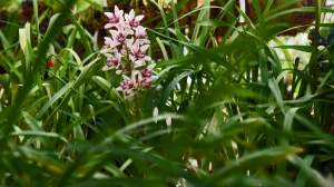 Najstarsza i największa w Polsce kolekcja storczyków