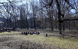 Na Plantach zasadzono Drzewo Poezji. Obok powalonego czerwonego buka