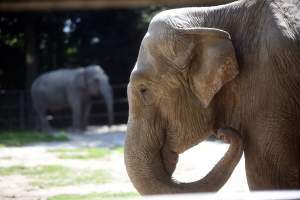 Baby i Citta świętowały w krakowskim ZOO. Uwięzione, ale szczęśliwe?