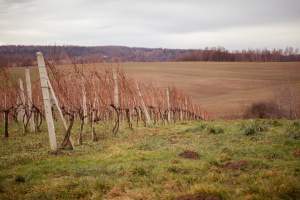 Uniwersytecka winnica. Wyjątkowe miejsce