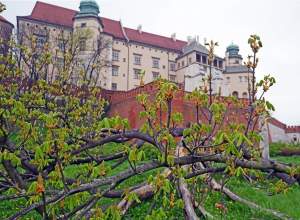 Słynny kasztanowiec pięknie się odradza, wawelskie magnolie cierpią