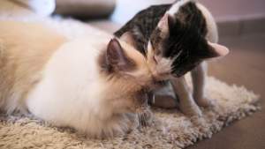 Cafe terapia dla kotów: głaskanie bez zgody zabronione