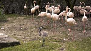 Rodzice go nie chcieli, ale dał radę. Pierwszy flaming urodzony w Krakowie